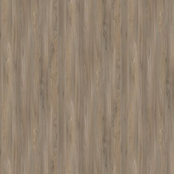 K5278 Ulme Sangallo Everglades