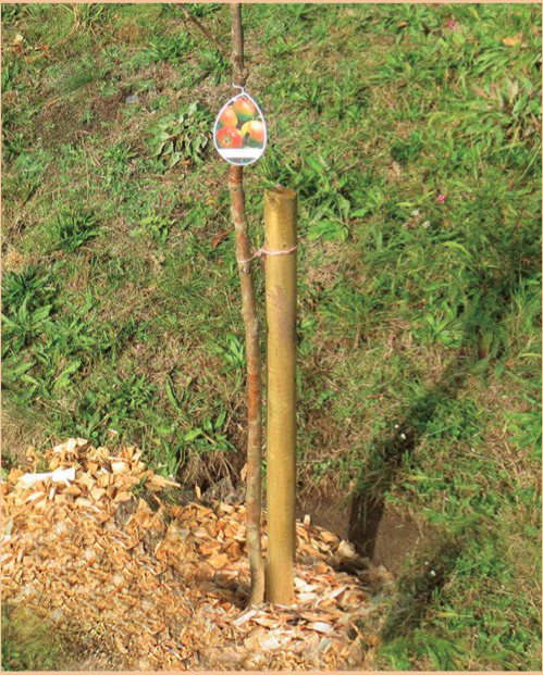 HP-KF-Pfahl, Holz, grün imprägniert, mit Etikett, auf Holzspänen platziert