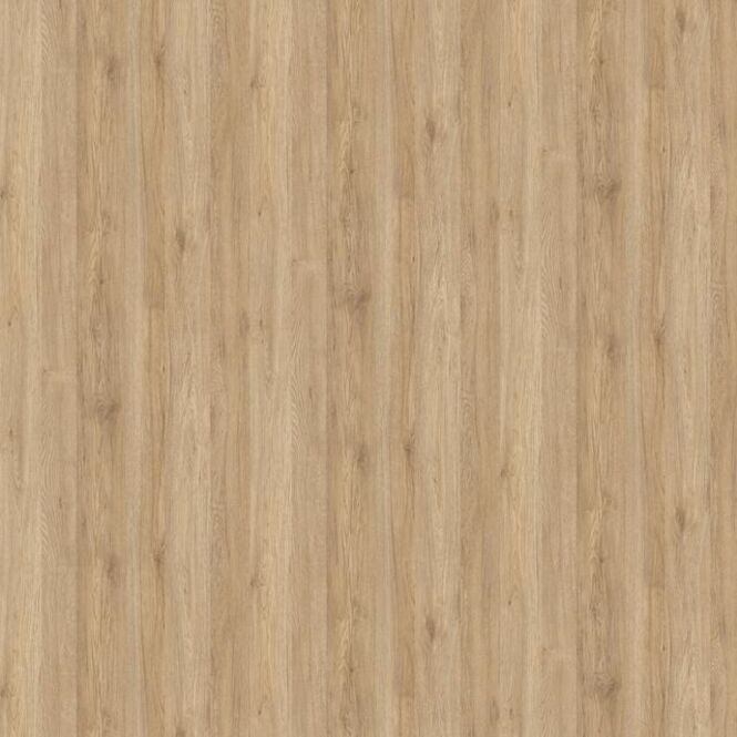 34136 Eiche Sanremo Natur