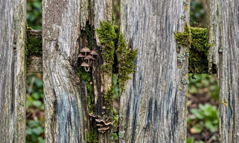 Holz befallen von Moos Bläue und Pilzen AI generiert